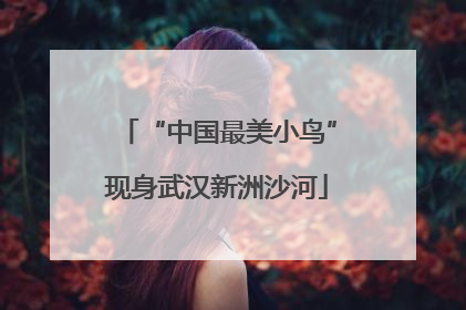 “中国最美小鸟”现身武汉新洲沙河