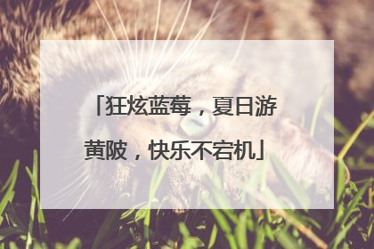 狂炫蓝莓，夏日游黄陂，快乐不宕机