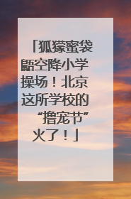 狐獴蜜袋鼯空降小学操场！北京这所学校的“撸宠节”火了！