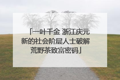 一叶千金 浙江庆元新的社会阶层人士破解荒野茶致富密码