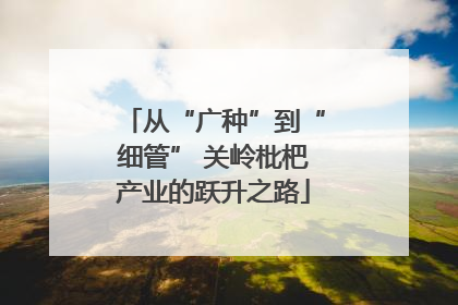 从“广种”到“细管” 关岭枇杷产业的跃升之路