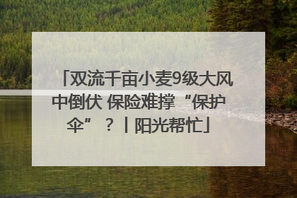双流千亩小麦9级大风中倒伏 保险难撑“保护伞”？丨阳光帮忙