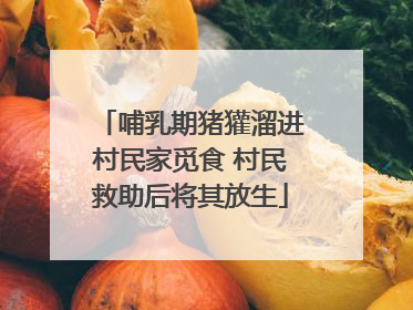 哺乳期猪獾溜进村民家觅食 村民救助后将其放生