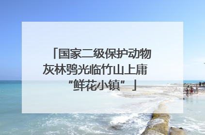 国家二级保护动物灰林鸮光临竹山上庸“鲜花小镇”