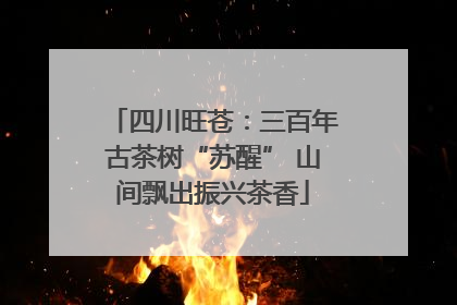 四川旺苍：三百年古茶树“苏醒” 山间飘出振兴茶香