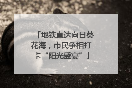 地铁直达向日葵花海，市民争相打卡“阳光盛宴”