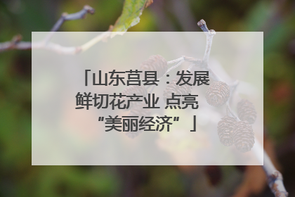 山东莒县：发展鲜切花产业 点亮“美丽经济”