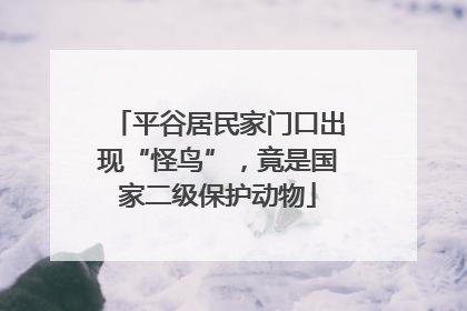 平谷居民家门口出现“怪鸟”，竟是国家二级保护动物