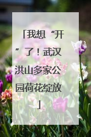 我想“开”了！武汉洪山多家公园荷花绽放
