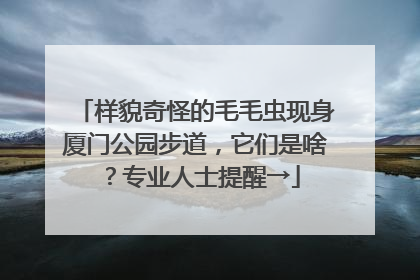 样貌奇怪的毛毛虫现身厦门公园步道，它们是啥？专业人士提醒→