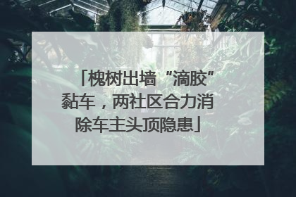 槐树出墙“滴胶”黏车，两社区合力消除车主头顶隐患