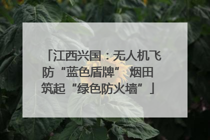 江西兴国：无人机飞防“蓝色盾牌” 烟田筑起“绿色防火墙”