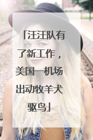 汪汪队有了新工作，美国一机场出动牧羊犬驱鸟