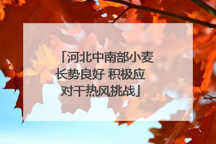 河北中南部小麦长势良好 积极应对干热风挑战