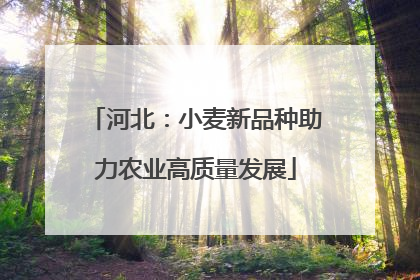 河北：小麦新品种助力农业高质量发展