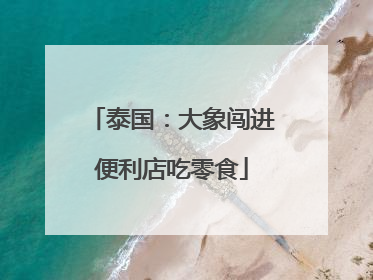 泰国：大象闯进便利店吃零食