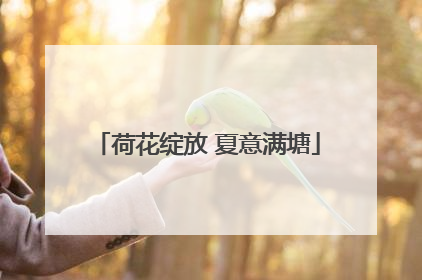 荷花绽放 夏意满塘