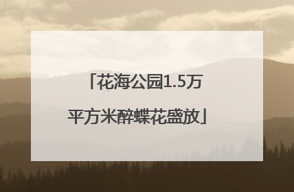 花海公园1.5万平方米醉蝶花盛放