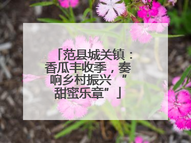 范县城关镇：香瓜丰收季，奏响乡村振兴 “甜蜜乐章”