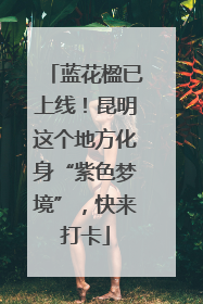 蓝花楹已上线！昆明这个地方化身“紫色梦境”，快来打卡