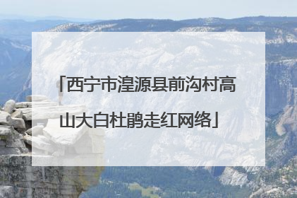 西宁市湟源县前沟村高山大白杜鹃走红网络