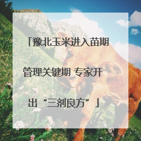 豫北玉米进入苗期管理关键期 专家开出“三剂良方”