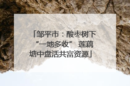 邹平市：酸枣树下“一地多收” 莲藕塘中盘活共富资源