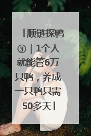 顺链探鸭③｜1个人就能管6万只鸭，养成一只鸭只需50多天